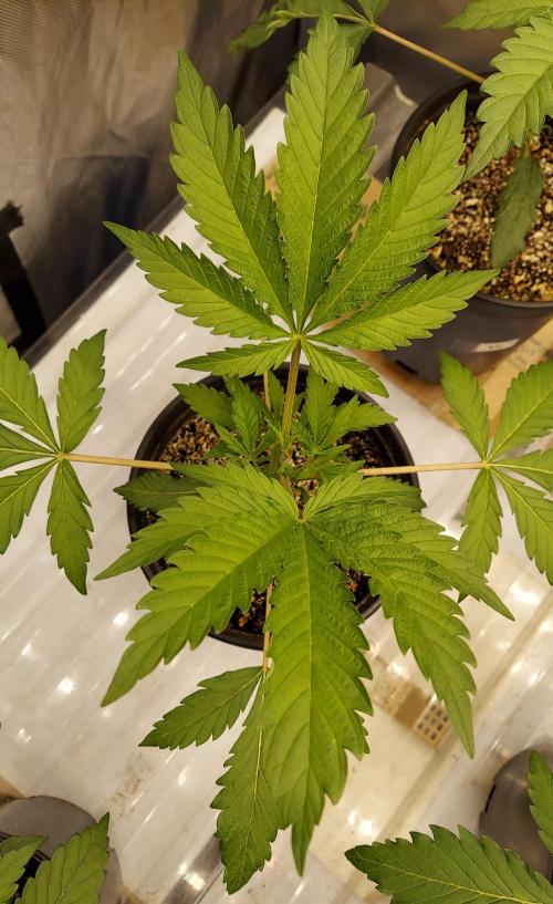 The Garden 2026-2 - MSNL Blue Cookies. Week 3