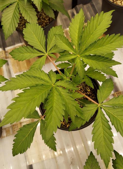 The Garden 2026-2 - MSNL Blue Cookies. Week 3