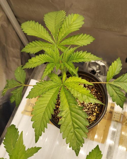 The Garden 2026-2- HSC Vanilla Creme Pie. Week 3