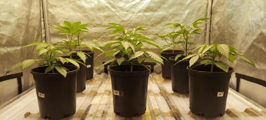 Garden 2026-2 - MSNL Pineapple Express. Week 3