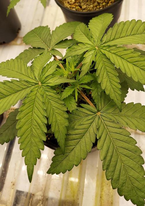 Garden 2026-2 - MSNL Pineapple Express. Week 3