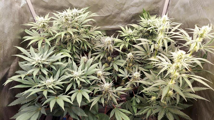 The Garden 2026-1A - MSNL Fem Breeding. Week 7