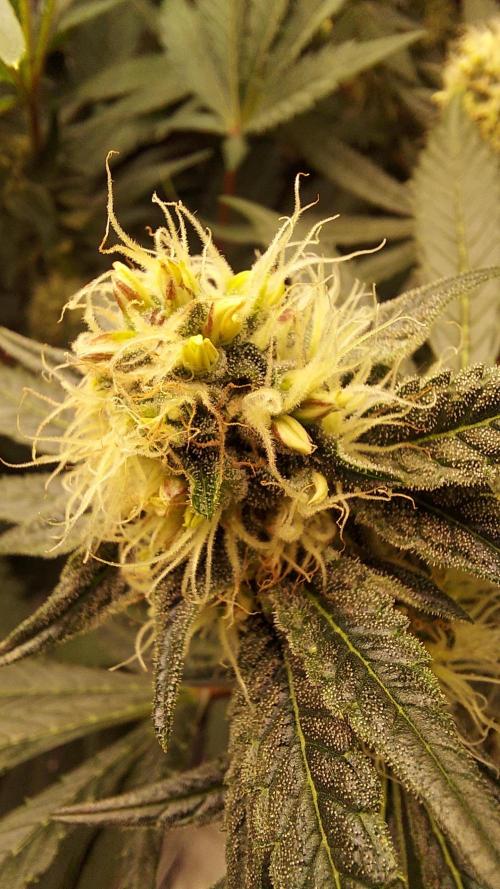 The Garden 2026-1A - MSNL Fem Breeding. Week 7 - Donor