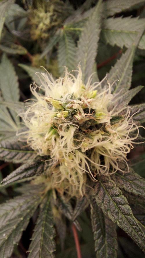 The Garden 2026-1A - MSNL Fem Breeding. Week 7 - Donor