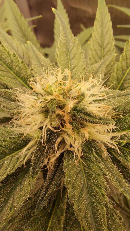 The Garden 2026-1A - MSNL Fem Breeding. Week 7 - KM3 clone