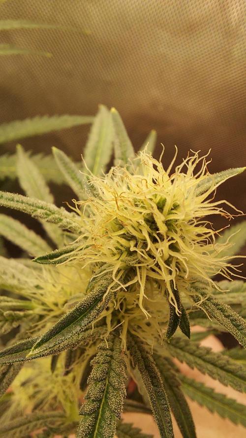 The Garden 2026-1A - MSNL Fem Breeding. Week 7 - from-seed MM