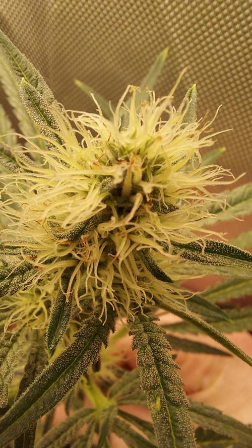 The Garden 2026-1A - MSNL Fem Breeding. Week 7 - from-seed MM