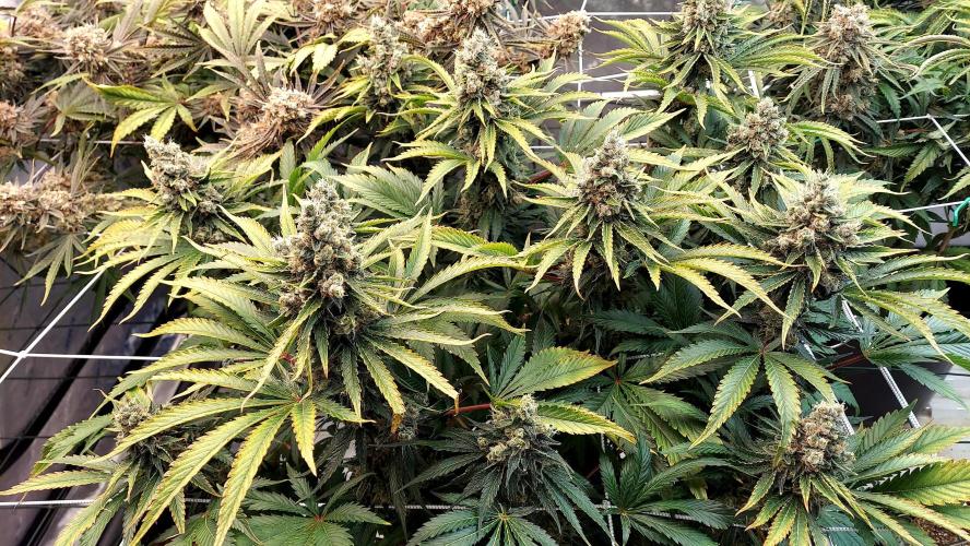 The Garden 2026-1 -- MSNL Kush Mints. Week 15 - KM1