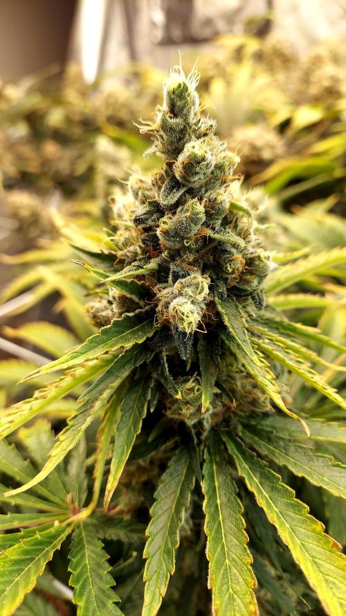 The Garden 2026-1 -- MSNL Kush Mints. Week 15 - KM1