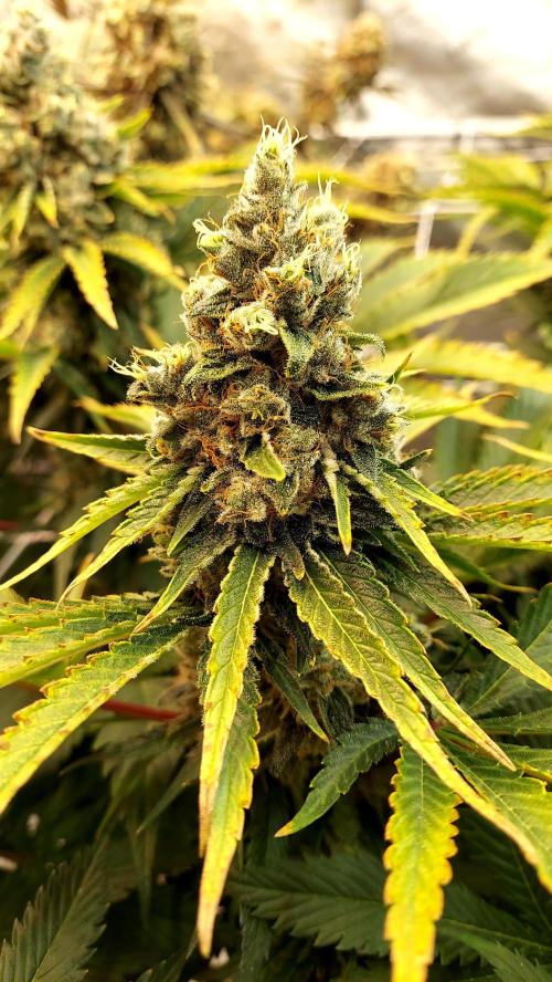 The Garden 2026-1 -- MSNL Kush Mints. Week 15 - KM1