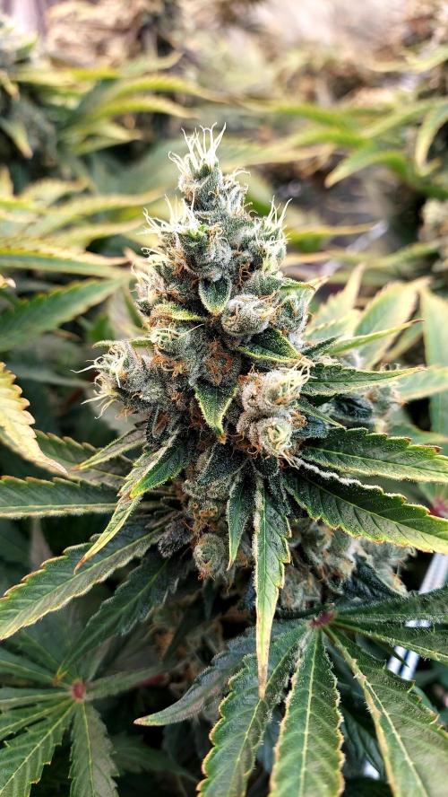 The Garden 2026-1 -- MSNL Kush Mints. Week 15 - KM1