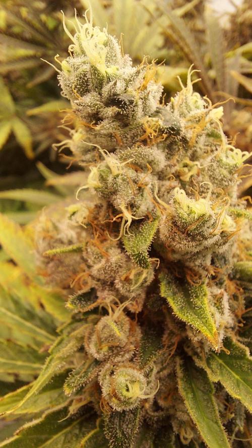 The Garden 2026-1 -- MSNL Kush Mints. Week 15 - KM1