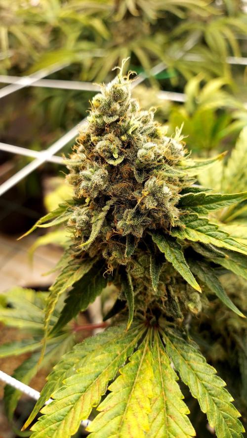 The Garden 2026-1 -- MSNL Kush Mints. Week 15 - KM2