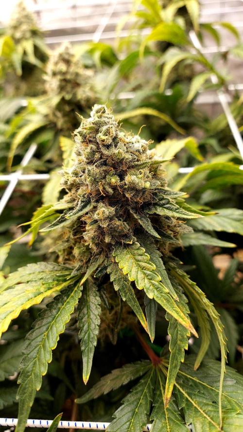 The Garden 2026-1 -- MSNL Kush Mints. Week 15 - KM2