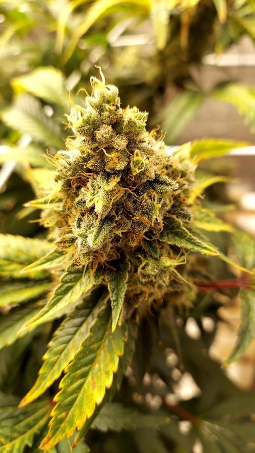 The Garden 2026-1 -- MSNL Kush Mints. Week 15 - KM2