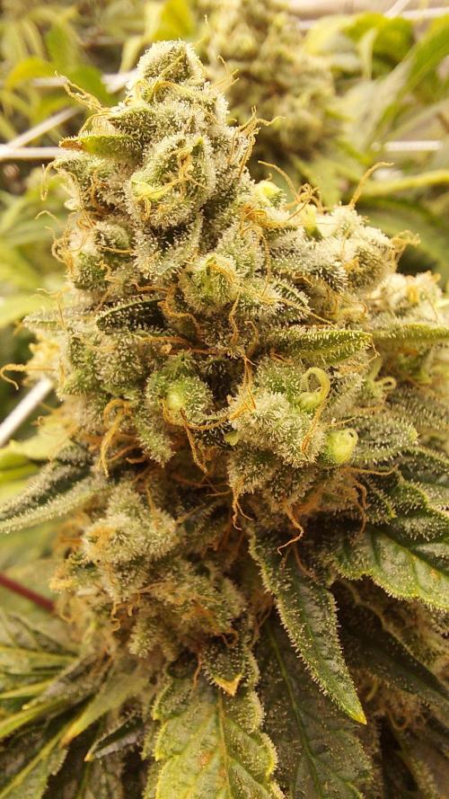 The Garden 2026-1 -- MSNL Kush Mints. Week 15 - KM2