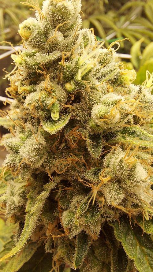 The Garden 2026-1 -- MSNL Kush Mints. Week 15 - KM2