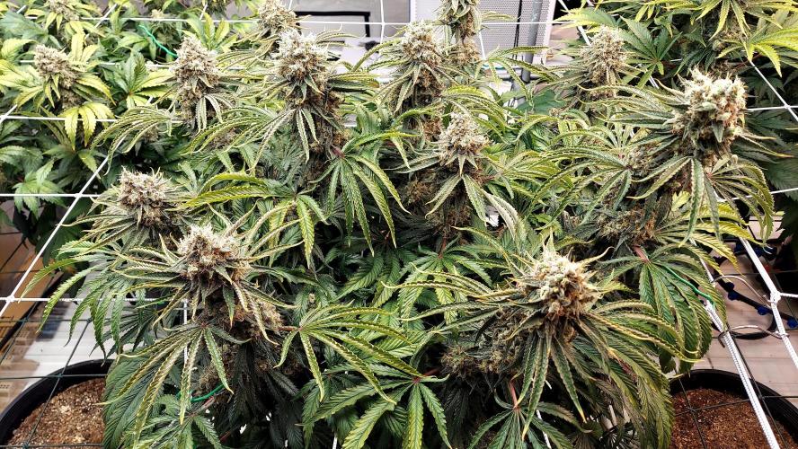 The Garden 2026-1 -- MSNL Kush Mints. Week 15 - KM3