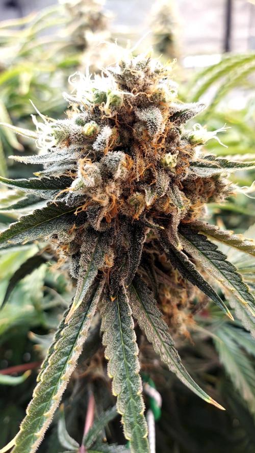 The Garden 2026-1 -- MSNL Kush Mints. Week 15 - KM3