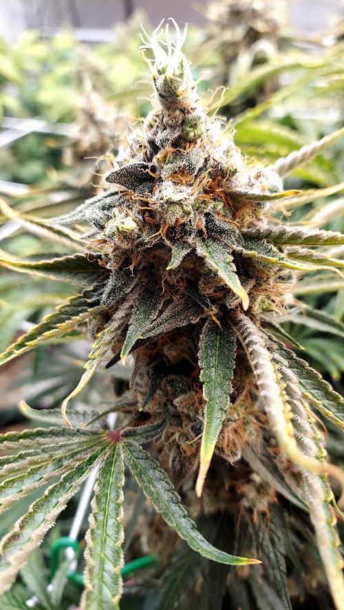 The Garden 2026-1 -- MSNL Kush Mints. Week 15 - KM3