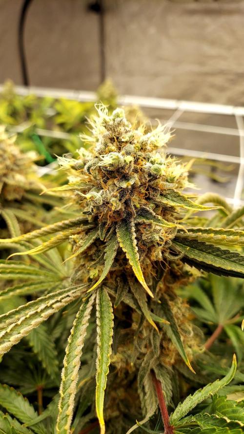 The Garden 2026-1 -- MSNL Kush Mints. Week 15 - KM3