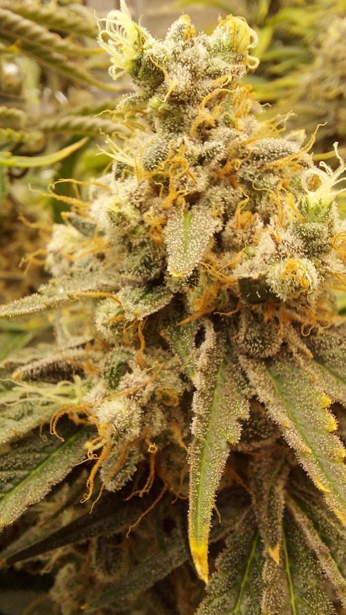 The Garden 2026-1 -- MSNL Kush Mints. Week 15 - KM3