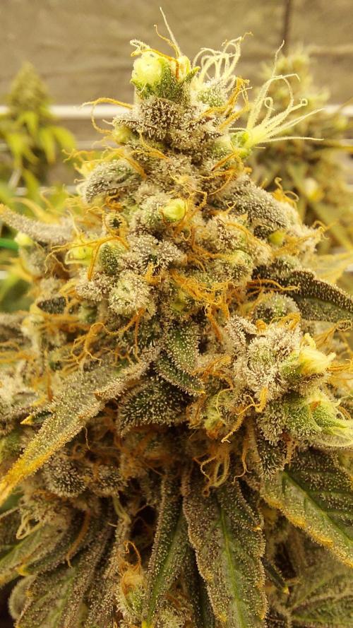 The Garden 2026-1 -- MSNL Kush Mints. Week 15 - KM3