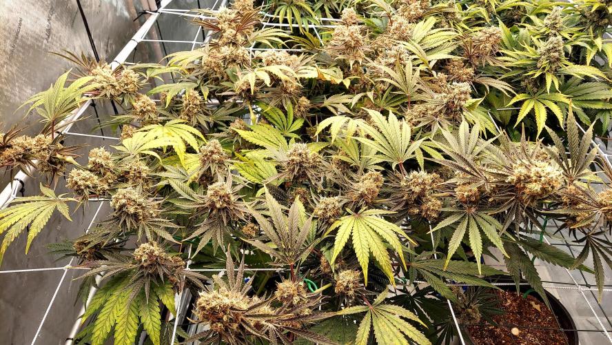 The Garden 2026-1 - HSC Mountaintop Mint. Week 15