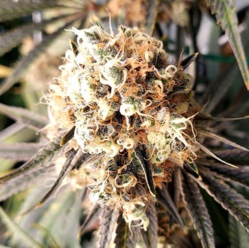 The Garden 2026-1 - HSC Mountaintop Mint. Week 15