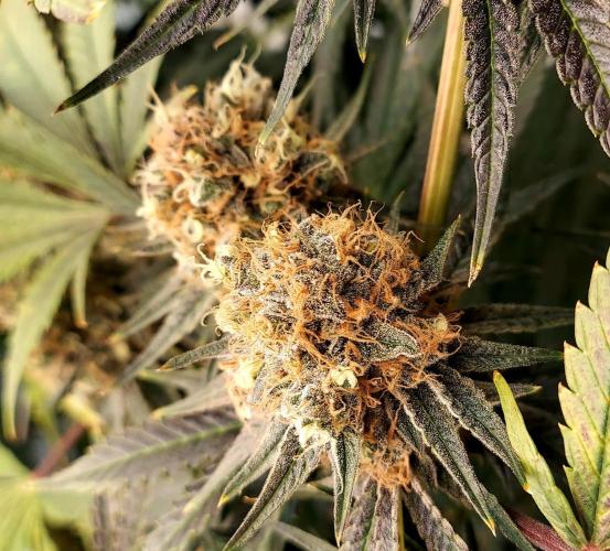 The Garden 2026-1 - HSC Mountaintop Mint. Week 15