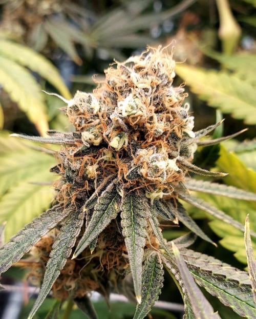 The Garden 2026-1 - HSC Mountaintop Mint. Week 15