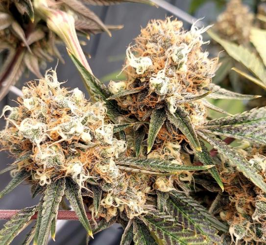 The Garden 2026-1 - HSC Mountaintop Mint. Week 15