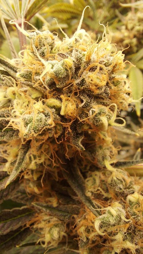 The Garden 2026-1 - HSC Mountaintop Mint. Week 15