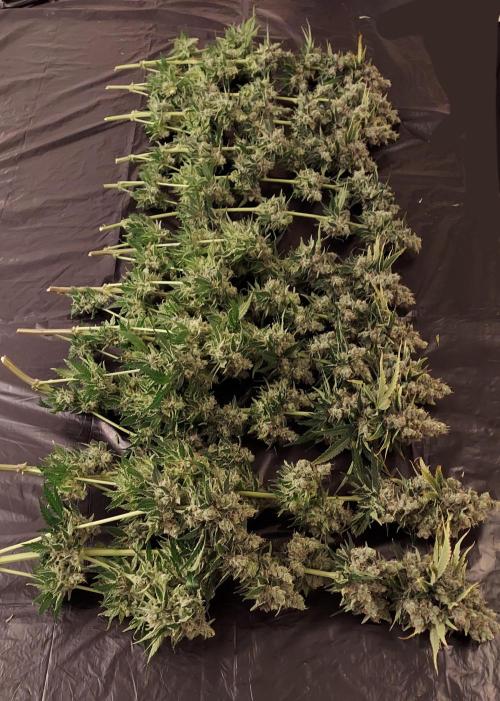 The Garden 2026-1 -- MSNL Kush Mints. Week 16 - KM1