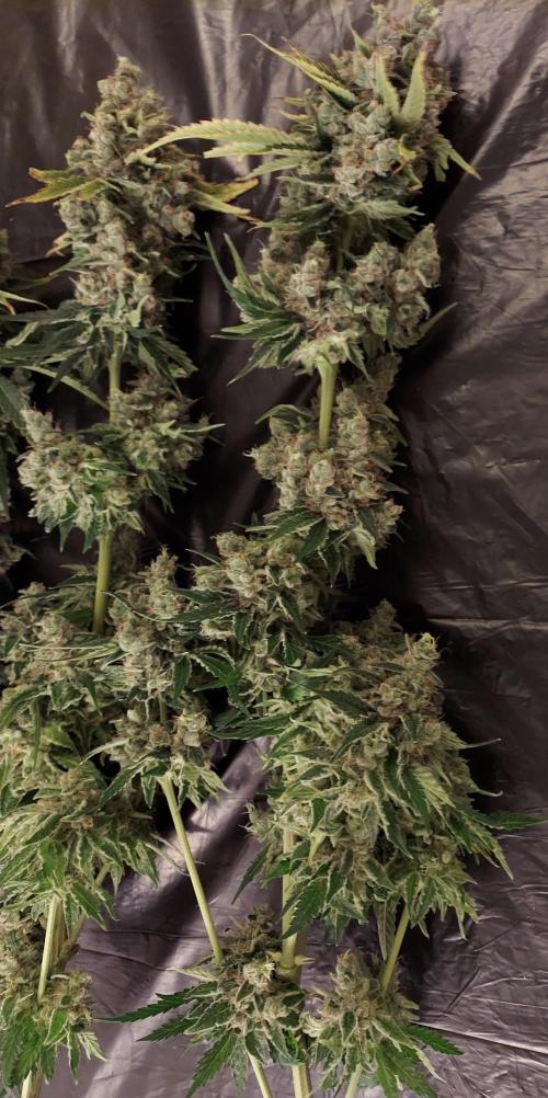 The Garden 2026-1 -- MSNL Kush Mints. Week 16 - KM1