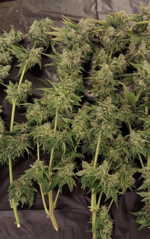 The Garden 2026-1 -- MSNL Kush Mints. Week 16 - KM1