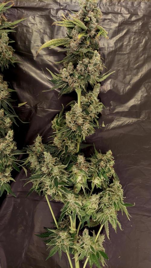 The Garden 2026-1 -- MSNL Kush Mints. Week 16 - KM1