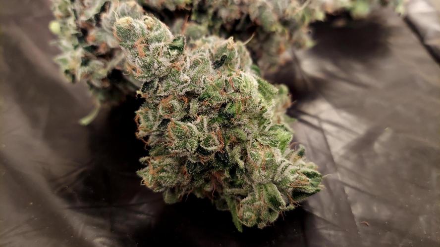 The Garden 2026-1 -- MSNL Kush Mints. Week 16 - KM1