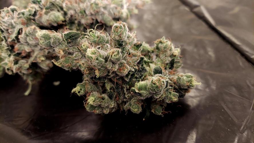 The Garden 2026-1 -- MSNL Kush Mints. Week 16 - KM1