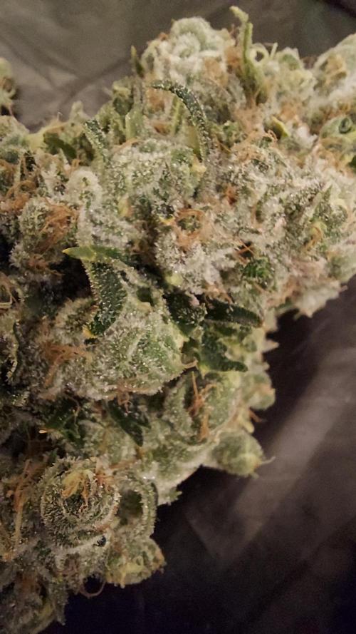 The Garden 2026-1 -- MSNL Kush Mints. Week 16 - KM1