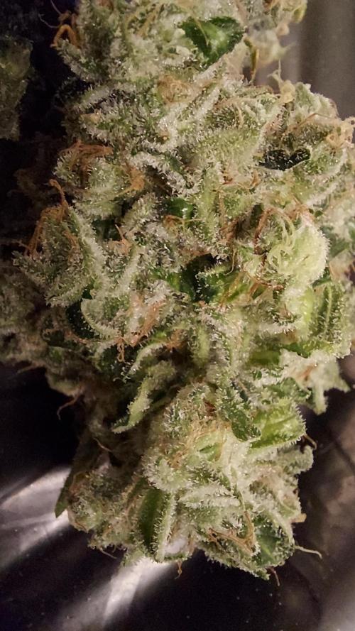 The Garden 2026-1 -- MSNL Kush Mints. Week 16 - KM1