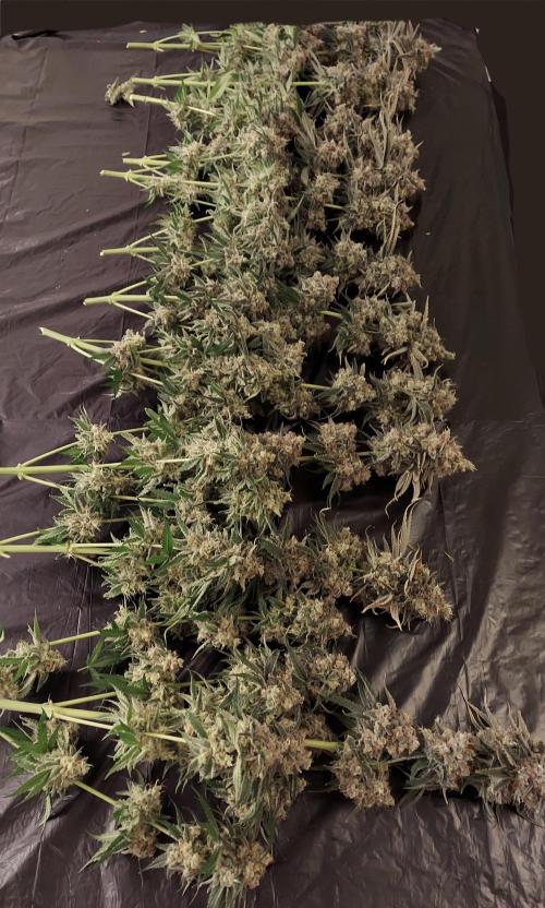 The Garden 2026-1 -- MSNL Kush Mints. Week 16 - KM3