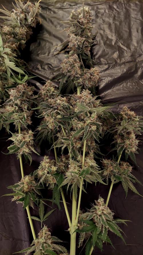 The Garden 2026-1 -- MSNL Kush Mints. Week 16 - KM3