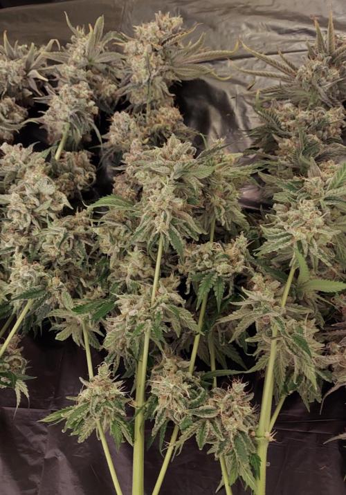 The Garden 2026-1 -- MSNL Kush Mints. Week 16 - KM3