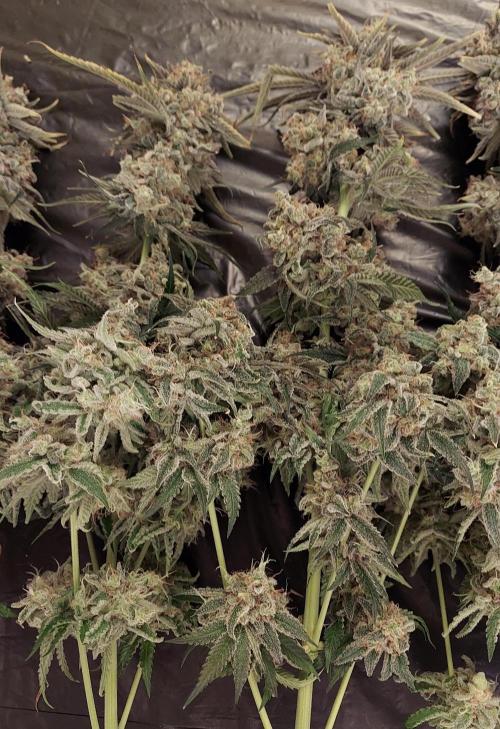 The Garden 2026-1 -- MSNL Kush Mints. Week 16 - KM3