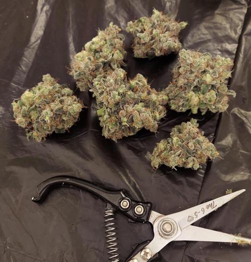 The Garden 2026-1 -- MSNL Kush Mints. Week 16 - KM3