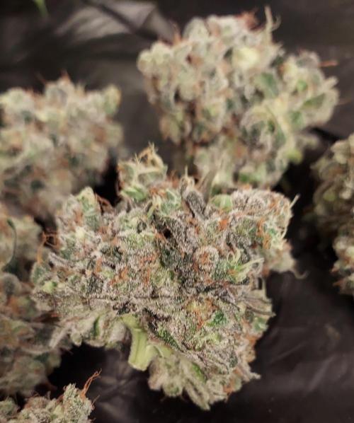 The Garden 2026-1 -- MSNL Kush Mints. Week 16 - KM3