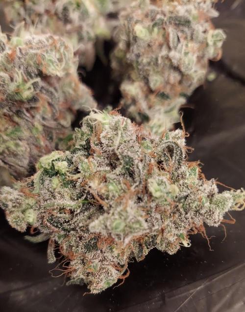 The Garden 2026-1 -- MSNL Kush Mints. Week 16 - KM3