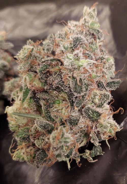 The Garden 2026-1 -- MSNL Kush Mints. Week 16 - KM3