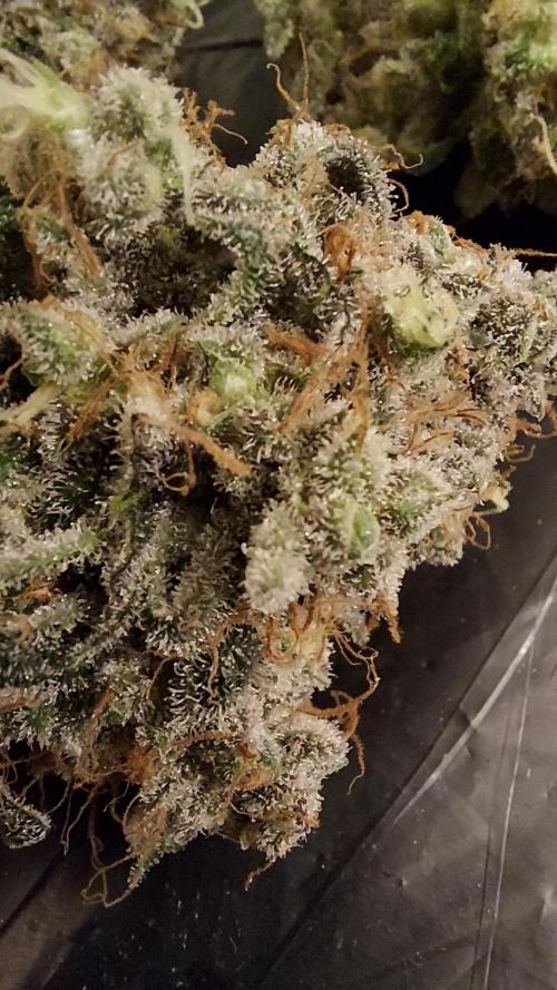 The Garden 2026-1 -- MSNL Kush Mints. Week 16 - KM3